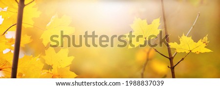 Colorful autumn background with yellow maple leaves on blurred background in sunlight, copy space