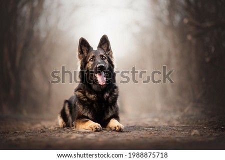 young and healthy german shepherd dog Royalty-Free Stock Photo #1988875718