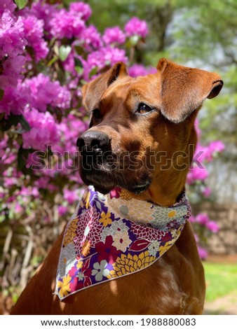 Beautiful hound mix dog wearing a floral bandana sitting in front of pink spring flowers and looking off into the distance 