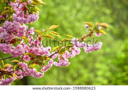 Branch of blooming pink sakura in sunlight