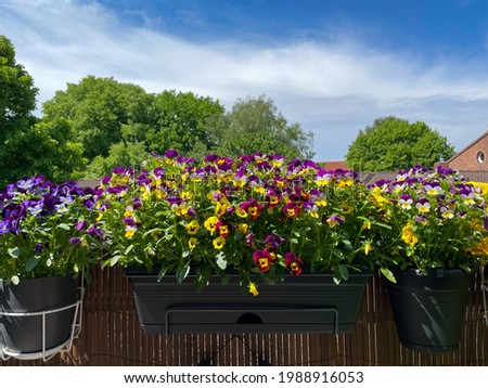 Decorative flower pots with mixed viola cornuta pansy flowers in vibrant purple and yellow colors hanging on a balcony fence, urban balcony garden with blooming pansies flowers