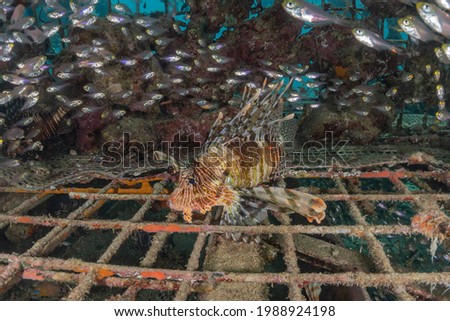 Lionfish in the Red Sea colorful fish, Eilat Israel
