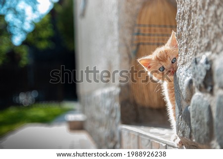 Cute redhead kitten walking and looking at camera with blue eyes 