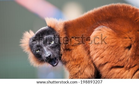 Picture of a red lemur monkey