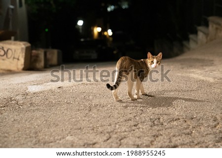 Stray cat living in the streets  Royalty-Free Stock Photo #1988955245