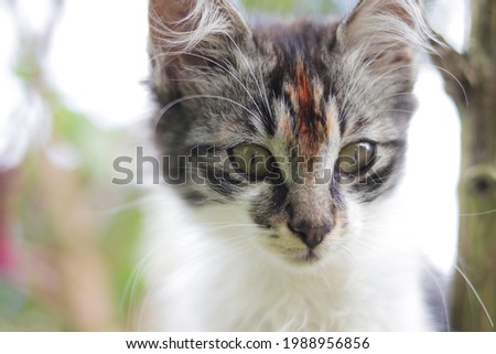 Close-up view of cute kitten in the yard. Kitten stock photo