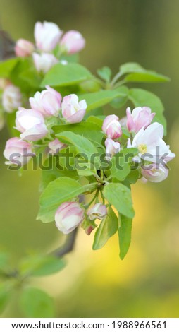 Awakening of nature. Branch of a blossoming fruit tree with beautiful pink flowers on green blurry background. Photo with selective focus. Can be used for mobile stories, as smartphone wallpapers.