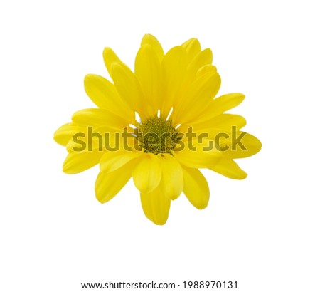 Yellow, isolated chrysanthemum on white background 