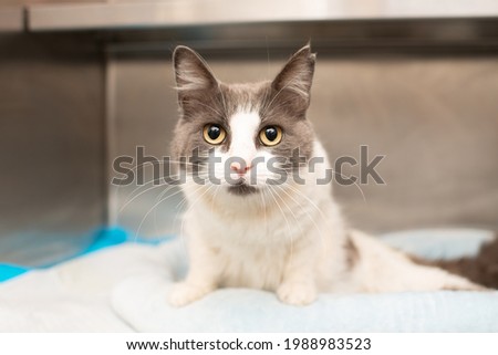 Grey and White Paralyzed Cat in Cage Royalty-Free Stock Photo #1988983523