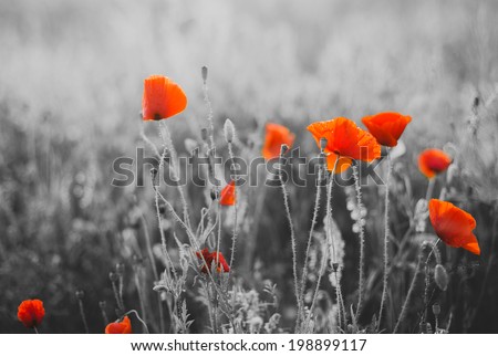 Red Poppy Flowers for Remembrance Day / Sunday Royalty-Free Stock Photo #198899117