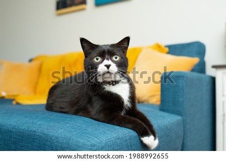 Black and White Tuxedo Cat Royalty-Free Stock Photo #1988992655