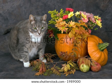 Autumn stillife with cat and pumpkin