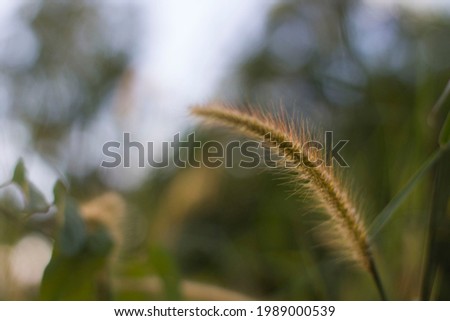 Wild grass for background of tranquility