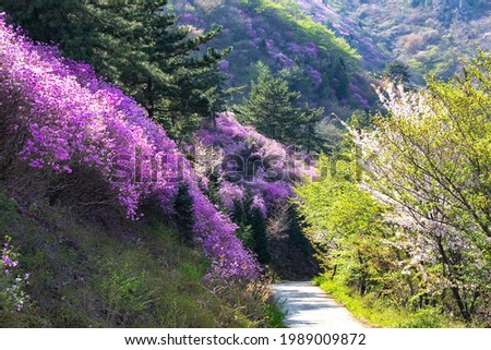 Morning view of trail surrounded by pink azalea flowers and light green forest at Yeongchwisan Mountain near Yeosu-si, South Korea
