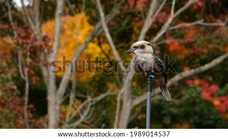 The native australia bird the Kookaburra , surrounded by colorful autumn leaves