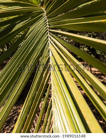 Chilean palm leaf in rio clarillo national park in santiago de chile on a sunny day
