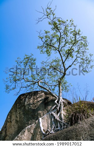 Lonely tree with roots on the rock. Xiamen botanical garden, Xiamen, Fujian, China. Blue sky landscape picture. Copy space for text, wallpaper. 