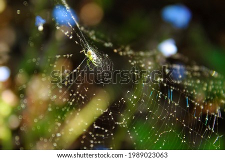 Macro spider web close up image