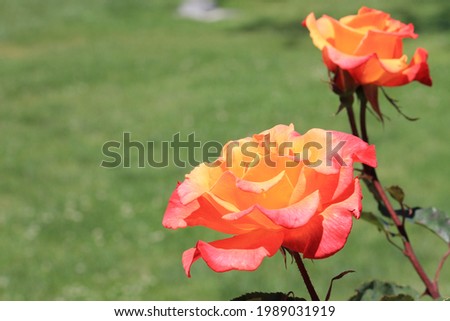 Picture of gradient rose on a bush.