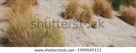 Grass plants in the southern California desert sand