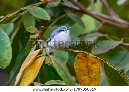 Masked Gnatcatcher photographed in Chapada dos Veadeiros National Park, Goias. Cerrado Biome. Picture made in 2015.