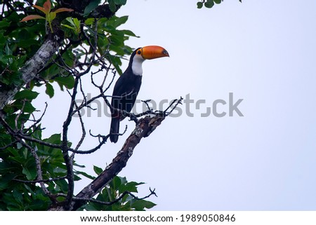 Channel billed Toucan photographed in Chapada dos Veadeiros National Park, Goias. Cerrado Biome. Picture made in 2015.