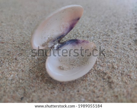 beautiful clams picture with sand beach in close up view