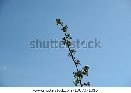 Blue sky and gray clouds in good weather on a background of trees in the forest