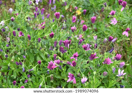 purple daisies in the province of Alicante, Costa Blanca, Spain