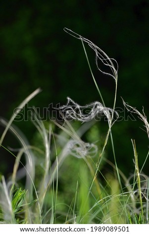 Blooming feather grass in the Kungur forest-steppe, in the foothills of the Western Urals