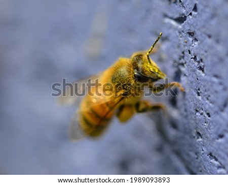Picture of a honeybee with partially focus
