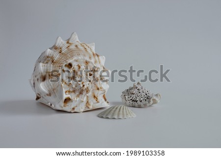 real seashell; an enormous natural wonder and a decorative object