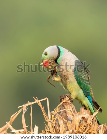 A male Malabar Parakeet feeding on a rice grains in the fields on the outskirts of Shivmoga, Karnataka