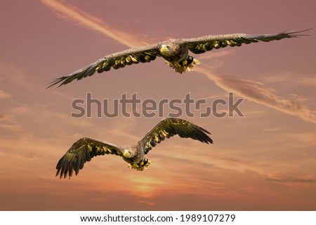 Two European sea eagles flying in a red dramatic sky. Birds of prey in flight. Flying birds of prey during a hunt