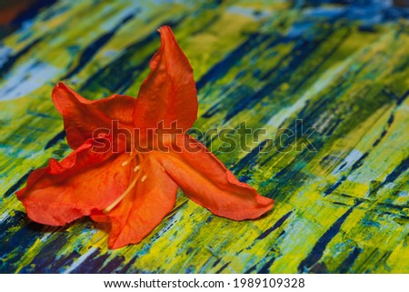 Orange azalea flower on abstract navy blue, yellow and green background, creation.  