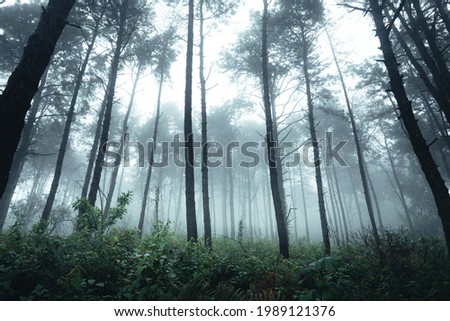 Trees in the fog. The smoke in the forest in the morning