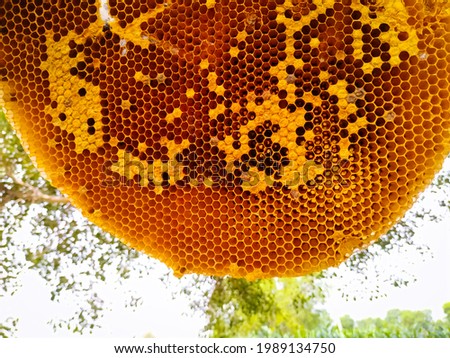 empty bee honeycomb hanging on tree