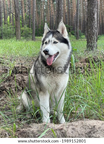 Siberian husky gray and white color sits in the forest. Vertical close-up photo