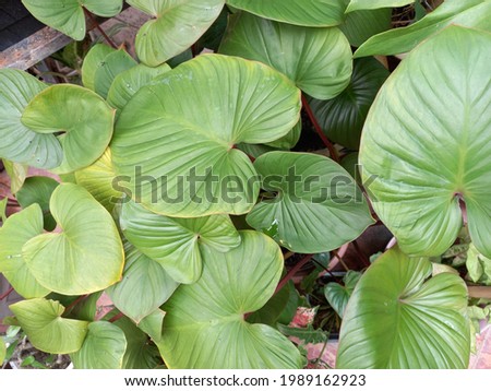 top view of green leaves
