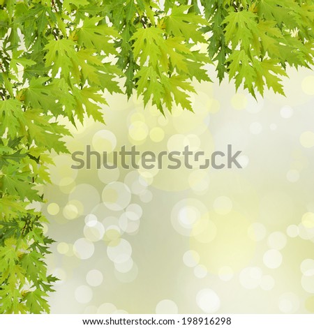 Green branch of a tree on abstract background with bokeh effect