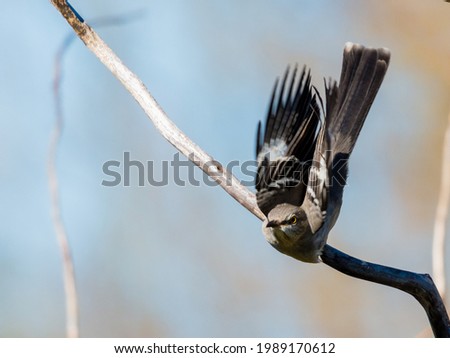 A Northern Mockingbird taking off from the branch.
