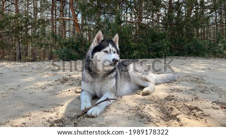 Siberian husky lies on the sand near pine trees