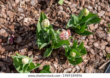 Spring in the countryside. A flower bed with tulips. Buds of young plants. Brown background, young shoots and stems. Green early foliage.