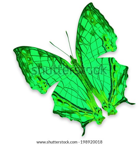 Beautiful green butterfly, isolated on white background 