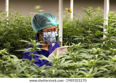 Cannabis leaves in closed system Laboratory. Scientist inspector check field. Cannabis recipe for personal use, legal light drugs prescribe, alternative remedy or medication , medicine concept Royalty-Free Stock Photo #1989203270