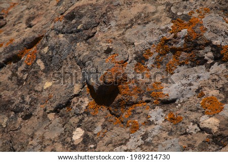 Bright yellow orange Caloplaca marina aka Orange Sea Lichen on rock, recent rains revived the vegetative body, natural macro background

