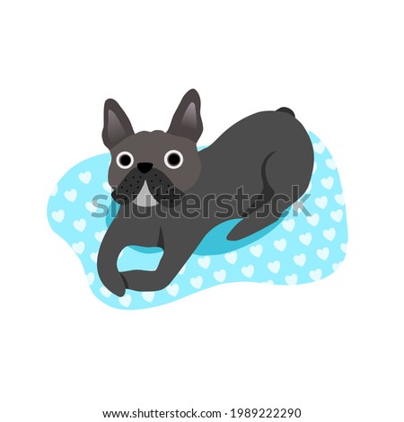 Simple cute French bulldog crouching on bed and looking up