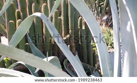 Cactus succulent plant, California USA. Desert flora, arid climate natural flower, botanical close up background. Green ornamental unusual houseplant. Gardening in America, grows with aloe and agave.