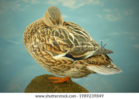Duck is standing in water on one leg and hiding the beak under the wing. Summer close up view.