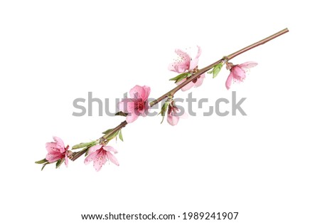 Beautiful sakura tree branch isolated on white